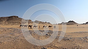 Camel Caravan with men hiking through the western desert in Egypt n Bahariya oasis