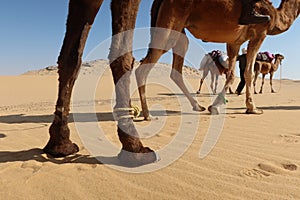 Camel Caravan with men hiking through the western desert in Egypt n Bahariya oasis