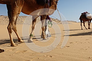 Camel Caravan with men hiking through the western desert in Egypt n Bahariya oasis