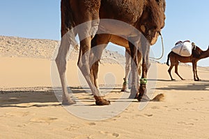 Camel Caravan with men hiking through the western desert in Egypt n Bahariya oasis