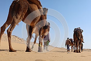 Camel Caravan with men hiking through the western desert in Egypt n Bahariya oasis