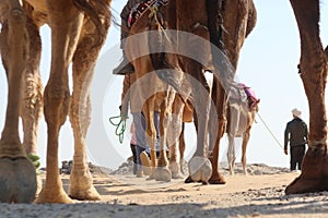 Camel Caravan with men hiking through the western desert in Egypt n Bahariya oasis