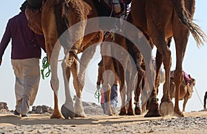 Camel Caravan with men hiking through the western desert in Egypt n Bahariya oasis