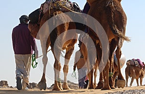 Camel Caravan with men hiking through the western desert in Egypt n Bahariya oasis