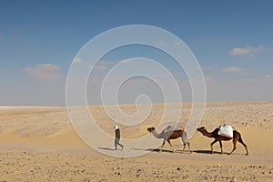 Camel Caravan with men hiking through the western desert in Egypt n Bahariya oasis