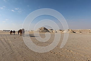 Camel Caravan with men hiking through the western desert in Egypt n Bahariya oasis