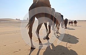 Camel Caravan with men hiking through the western desert in Egypt n Bahariya oasis