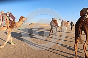 Camel Caravan with men hiking through the western desert in Egypt n Bahariya oasis