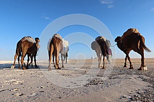 Camel Caravan with men hiking through the western desert in Egypt n Bahariya oasis