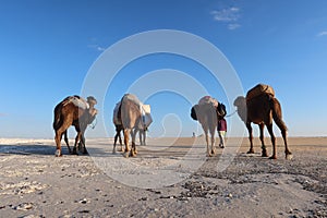 Camel Caravan with men hiking through the western desert in Egypt n Bahariya oasis