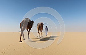 Camel Caravan with men hiking through the western desert in Egypt n Bahariya oasis