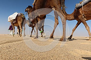 Camel Caravan with men hiking through the western desert in Egypt n Bahariya oasis