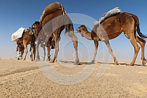 Camel Caravan with men hiking through the western desert in Egypt n Bahariya oasis