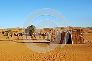 Camel caravan parking