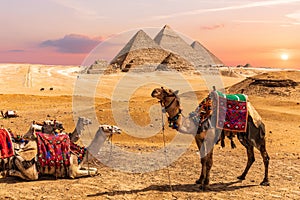 Camel caravan resting in the desert nearthe Pyramids of Egypt, Giza