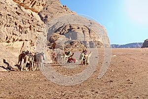 Camel caravan rests on the sand in Wadi Rum desert in Jordan