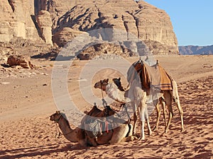 Camel caravan rests on the sand in Wadi Rum desert in Jordan