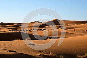 Camel caravan in Sahara desert.