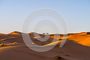 Camel caravan in Sahara desert