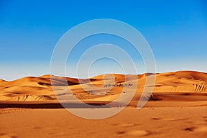 Camel caravan in Sahara desert