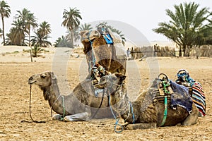 Camel Caravan in the Sahara desert, Africa