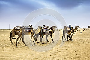 Camel Caravan in the Sahara desert,Africa