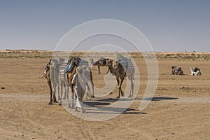 Camel caravan in the sahara desert