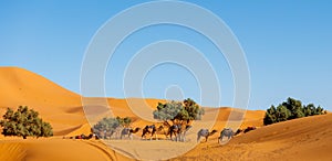 Camel caravan in sahara desert landsacpe