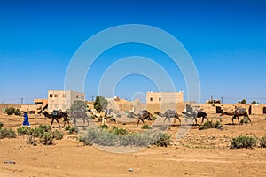 Camel caravan on the Sahara desert ,Merzouga