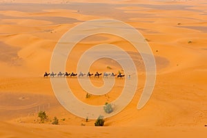 Camel caravan in Sahara desert Merzouga, Morocco