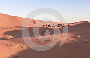 Camel caravan at sahara desert, Morocco