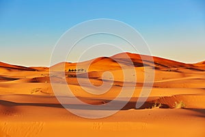 Camel caravan in Sahara Desert, Morocco