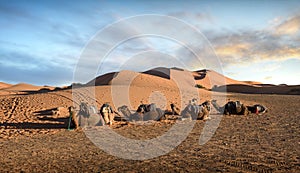 Camel caravan in the Sahara desert near Merzouga, Morocco