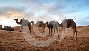 Camel caravan in the Sahara desert near Merzouga, Morocco