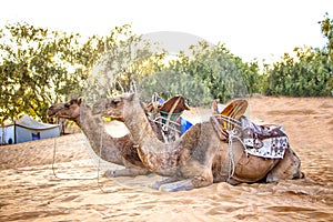 Camel caravan in the Sahara of Morocco. Animals lie on sand dunes and have typical African saddles on their backs