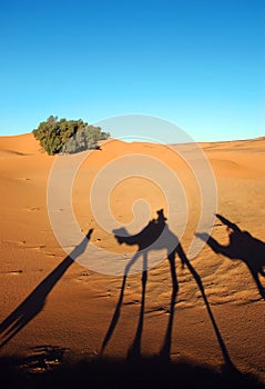 Camel caravan shadows