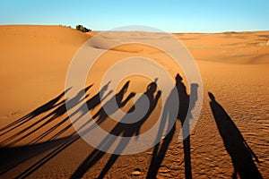 Camel caravan shadows