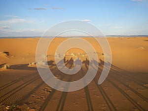 Camel caravan shadows in Sahara desert