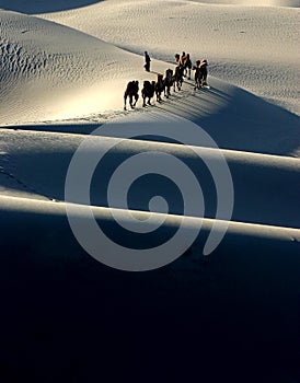 Camel Caravan silhouette
