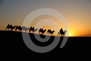 Camel caravan at sunrise