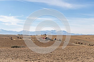 Camel caravan and tent on Agafay desert and Atlas Mountains, Morocco