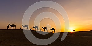 Camel Caravan in the Thar Desert