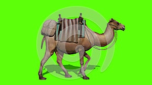 Camel caravan walks on green screen backgroun.