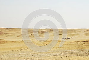 Camel caravane