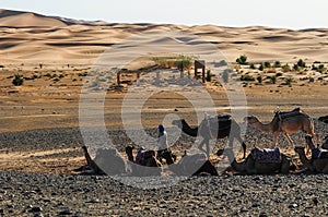 Camel caravans are heading deep into the Sahara Desert