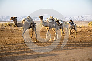 Camel caravans transporting salt blocks from Lake Assale.