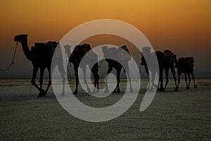 Camel caravans transporting salt blocks from Lake Assale.