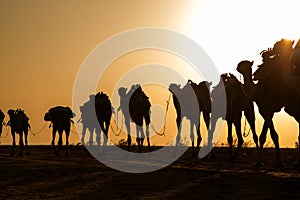 Camel caravans transporting salt blocks from Lake Assale.