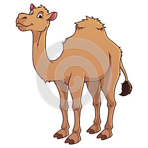 Camel Cartoon Animal Illustration Color