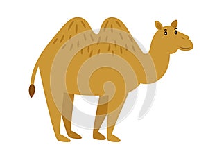 Camel. Cartoon vector caravan camel character on white